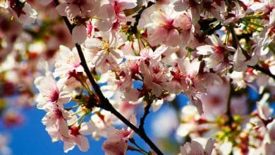 Bahaya Awal Musim Semi