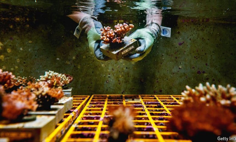 Beberapa karang lebih baik dalam menangani panas