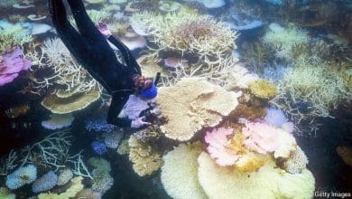 Nice Barrier Reef mengalami pemutihan karang yang belum pernah terjadi sebelumnya