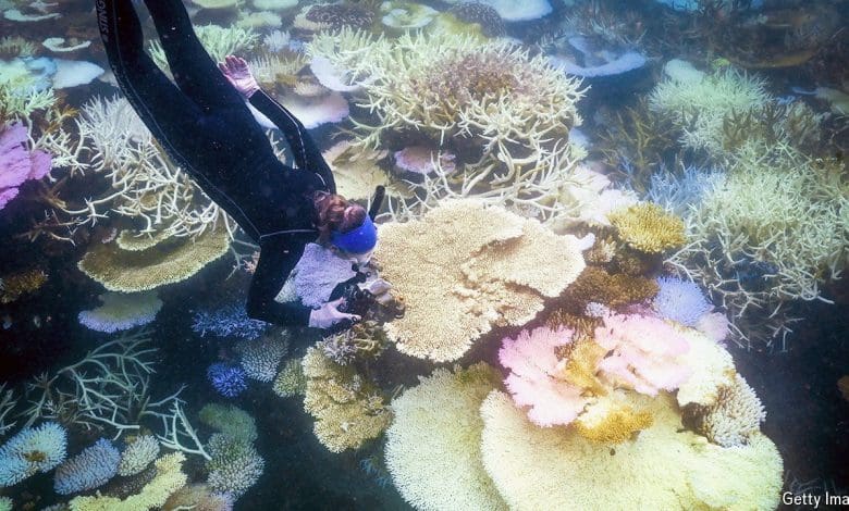 Nice Barrier Reef mengalami pemutihan karang yang belum pernah terjadi sebelumnya