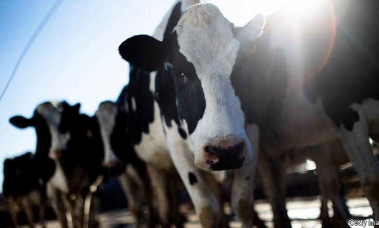 Kasus flu burung kedua pada manusia di Amerika meningkatkan kekhawatiran