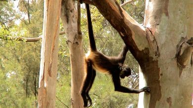 Mengapa Hewan Memiliki Ekor?