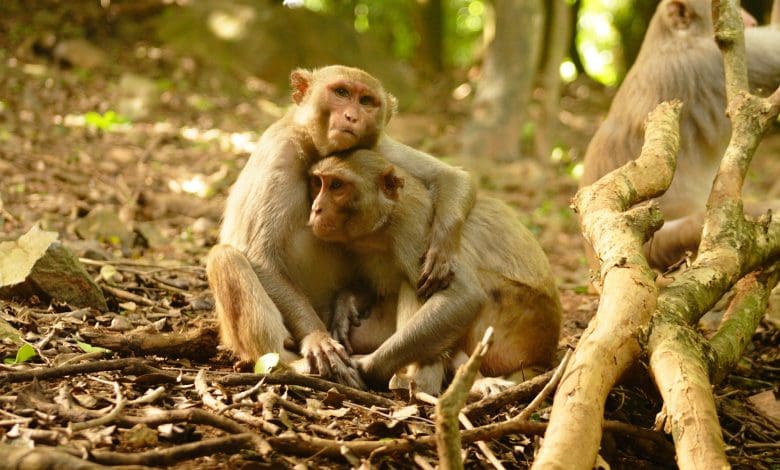 Bencana Iklim Memaksa Monyet Pulau dengan Cepat Menguasai Keterampilan Sosial Baru