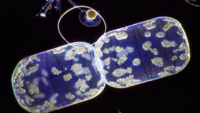 Penemuan Mengejutkan Bisa Mengubah Siklus Karbon International