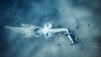 Misteri Laut Dalam: Melacak Perjalanan Paus Setelah Mati