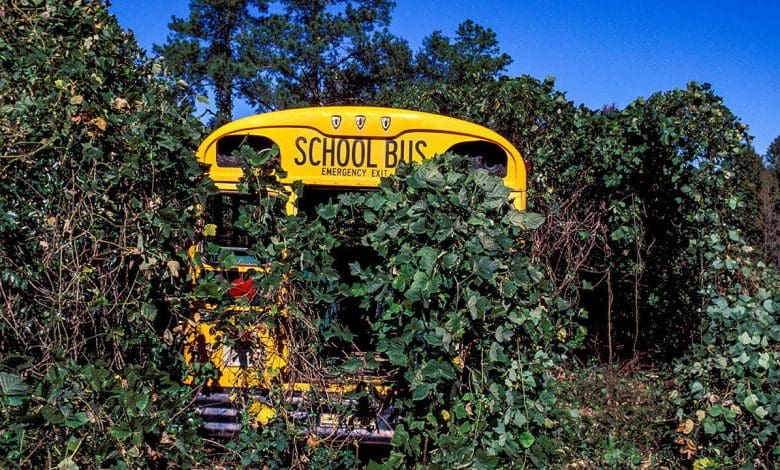 Perubahan iklim dapat membangkitkan kembali tumbuhan invasif yang berbahaya