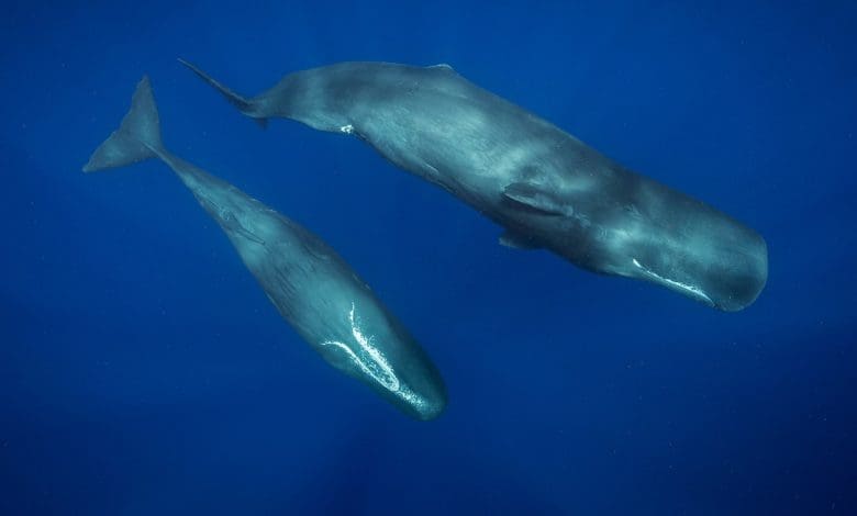 Mengapa paus memakan kantong plastik? Mereka mungkin 'terdengar' seperti makan malam.