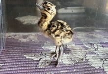 Ilmuwan India menyimpan burung langka – dengan membuat mereka kawin dengan boneka