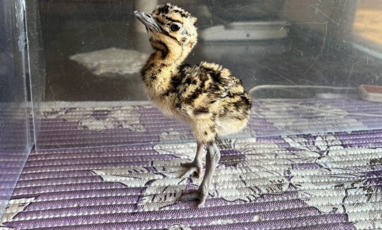 Ilmuwan India menyimpan burung langka – dengan membuat mereka kawin dengan boneka