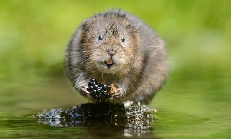 Mengapa ada alasan untuk berharap pada mamalia yang mengalami penurunan populasi tercepat di Inggris