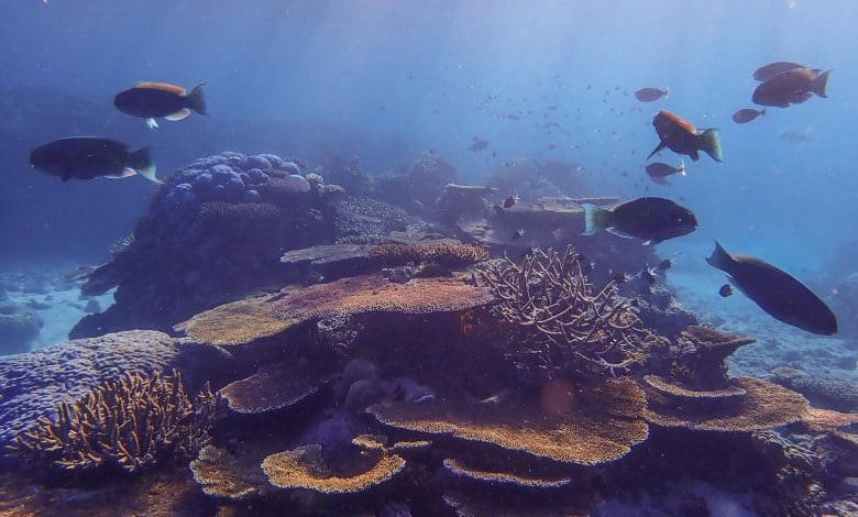 Kekacauan Iklim Membentuk Kehidupan di Great Barrier Reef