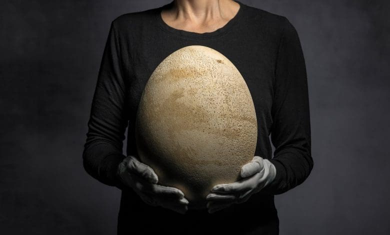 Mama yang mengerikan ini meletakkan telur terbesar di dunia