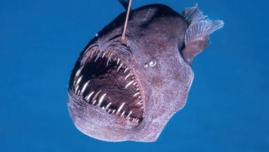 Para ilmuwan menangkap rekaman yang sangat langka dari seadevil hitam