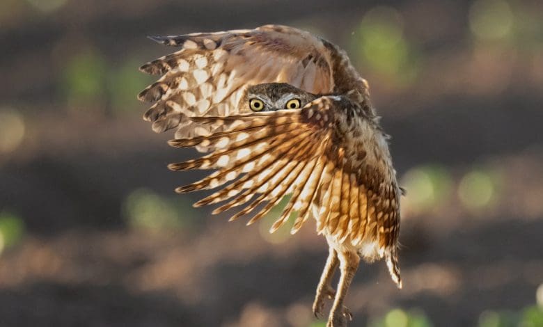 Apa yang bisa menyelamatkan burung gurun yang paling ulet? Apartemen bawah tanah kecil.