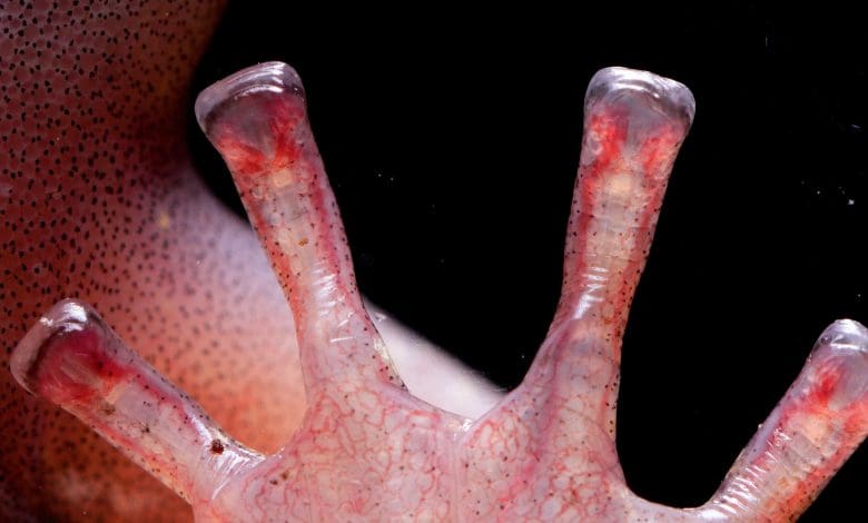 Defying Gravity: Para ilmuwan mengungkap mekanisme bertenaga darah di balik keterampilan pendakian salamander yang tidak dapat dipercaya