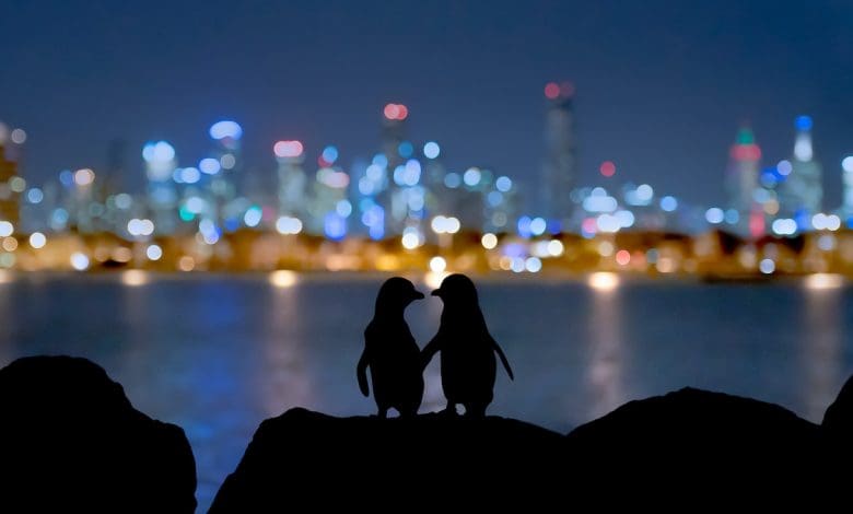 Bagaimana penguin 'perceraian' dapat memengaruhi seluruh koloni