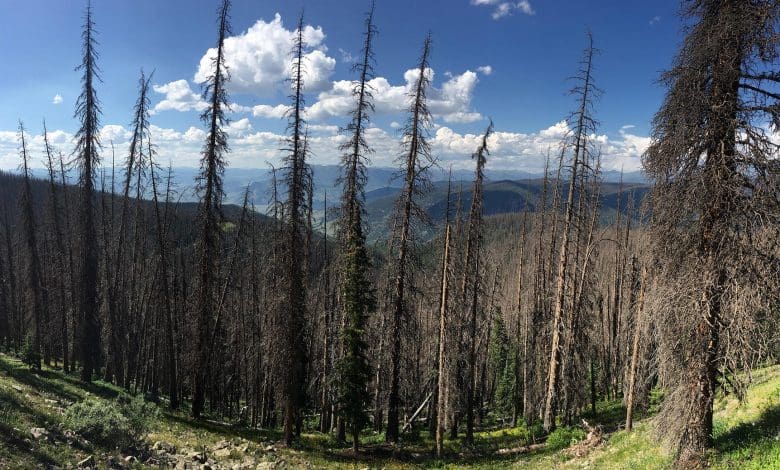 Tren yang mengkhawatirkan: Hutan Colorado melepaskan lebih banyak karbon daripada yang mereka serap