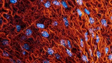 Alat mikroskop yang inovatif menyediakan cara baru untuk melihat apa yang ada di antara sel