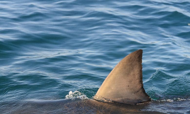 Hiu laut dalam yang jarang menghadapi kepunahan saat rumahnya menghilang
