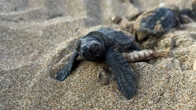 Turtles berlomba melawan panas saat perubahan iklim menggeser musim bersarang