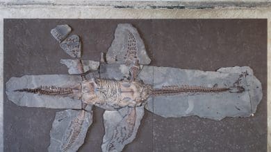 Sel -sel kulit plesiosaurus fosil ditemukan setelah 183 juta tahun