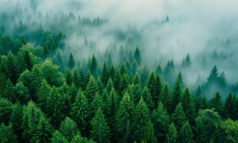 Tanaman “bocor” – dan itu bisa membuat pemanasan global menjadi lebih buruk