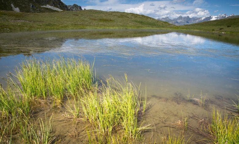 Beyond the Trees: mengejutkan karbon wastafel baru terungkap