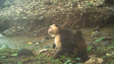 “Itu sangat aneh” – monyet -monyet ini telah memulai mode penculikan yang aneh