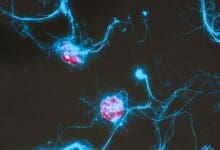 Sugars That Glow Could Explain Ocean Carbon Mysteries