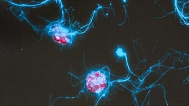 Sugars That Glow Could Explain Ocean Carbon Mysteries