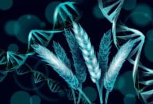 Para Ilmuwan Baru Saja Menemukan Peralihan Genetik Kecil yang Dapat Memberi Makan Miliaran Orang