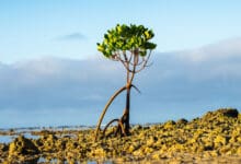 “Kehidupan Tidak Bergerak dalam Isolasi” – Studi Baru Menjungkirbalikkan Teori Tumbuhan yang Berusia Puluhan Tahun