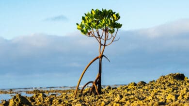 “Kehidupan Tidak Bergerak dalam Isolasi” – Studi Baru Menjungkirbalikkan Teori Tumbuhan yang Berusia Puluhan Tahun