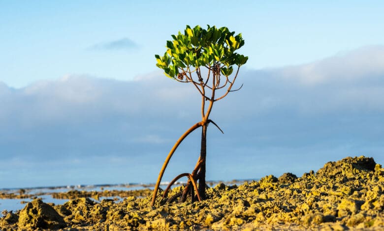 “Kehidupan Tidak Bergerak dalam Isolasi” – Studi Baru Menjungkirbalikkan Teori Tumbuhan yang Berusia Puluhan Tahun