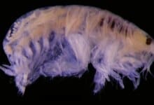 Parasit “Popcorn”: Ilmuwan Menemukan 14 Spesies Laut Baru yang Aneh