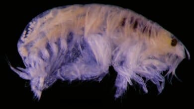 Parasit “Popcorn”: Ilmuwan Menemukan 14 Spesies Laut Baru yang Aneh